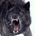 insanity wolf emoji